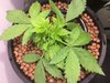 Blackberry Kush Wk 3 - 1.jpeg