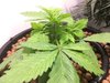 Blackberry Kush Wk 3 - 2.jpeg
