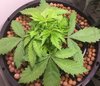 Blackberry Kush Wk 3 - 3.jpeg