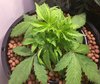 Blackberry Kush Wk 3 - 4.jpeg