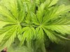 Blackberry Kush Wk 3 - 5.jpeg