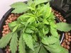 Blackberry Kush Wk 3 - 6.jpeg
