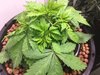 Blackberry Kush Wk 3 - 7.jpeg