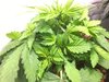 Blackberry Kush Wk 3 - 8.jpeg