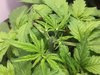 Blackberry Kush Wk 3 - 9.jpeg