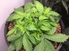 Blackberry Kush Wk 3 - 10.jpeg
