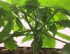 Blackberry Kush Wk 3 - 11.jpeg