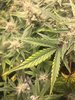 Top Leaves.jpg