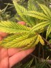 Middle Leaves.jpg