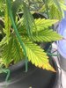 LOWER LEAVES 2.jpg