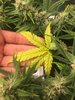 lower leaves 1.jpg