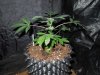 DSCN5919.jpg