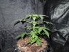 DSCN5927.jpg