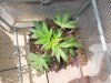 DSCN5938.jpg