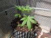 DSCN5940.jpg