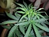 Bent Leaves.jpg