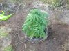 BB x NL (auto) (43) . .jpg