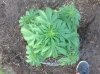 BB x NL (auto) (43) .. .jpg