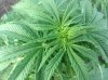 BB x NL (auto) (43) ... .jpg