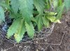 BB x NL (auto) (43) .... .jpg