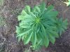 Jack Herer (auto) (43) .. .jpg