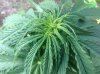 Jack Herer (auto) (43) ... .jpg