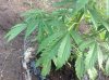 Jack Herer (auto) (43) .... .jpg