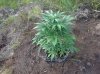 Rapid Afghan (auto) (43) . .jpg