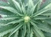 Rapid Afghan (auto) (43) ... .jpg