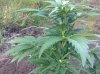 Rapid afghan (auto) (43) .... .jpg