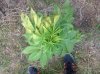 Green Love Potion (photo) (41) .. .jpg
