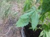 Green Love Potion (photo) (41) ... .jpg