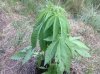 Green Love Potion (photo) (41) .... .jpg