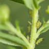 Greenfly stem.jpg