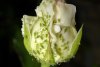 Greenfly.jpg Greenfly.jpg