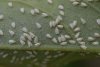 Whitefly.jpg