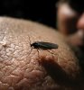blackfly gnat.jpg blackfly gnat.jpg
