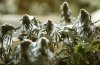 spider-mite-love.jpg spider-mite-love.jpg