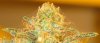 Top bud nest.jpg