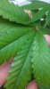 Leaf.jpg Leaf.jpg
