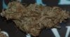 1snowbunny bud.jpg