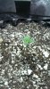 July 18 seedling.jpg July 18 seedling.jpg