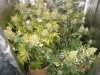 D2andD3 - Day 80 - EverythingButTheColas.jpg