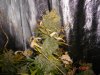 D2 - Day 80 - SexOnAStem.jpg