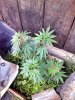 IMG_20130722_190157.jpg