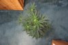 AUTO MOBY DICK_7-23-13 1.jpg