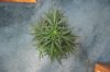 AUTO CHEESE_7-23-13 1.jpg