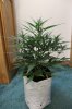 AUTO CHEESE_7-23-13 2.jpg