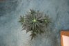 AUTO GREEN POISON_7-23-13 1.jpg