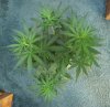GIRL SCOUT COOKIES_7-23-13 1.jpg